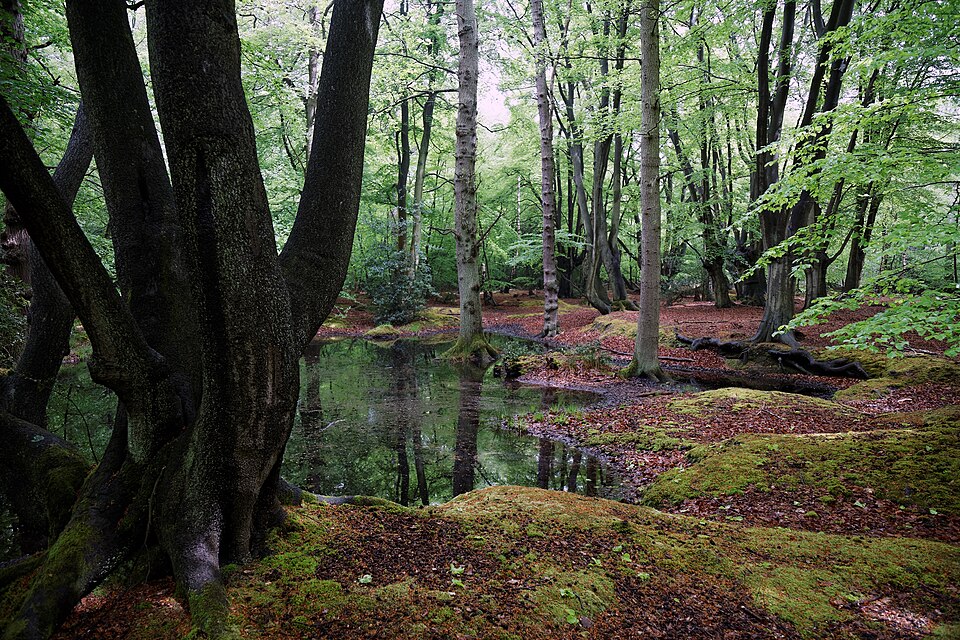 Epping Forest